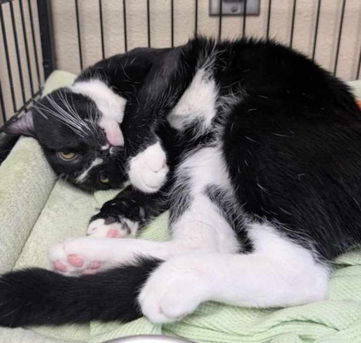 Photo of Maverick