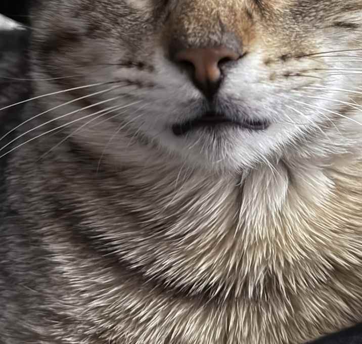 Photo of Jax