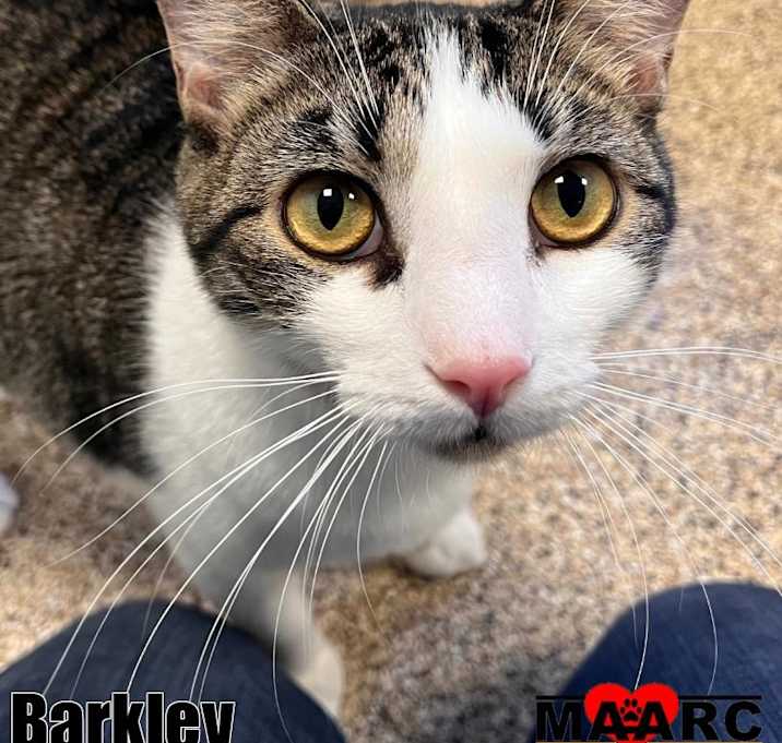 Photo of Barkley