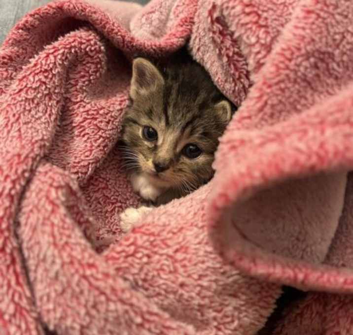 Photo of Biscuit