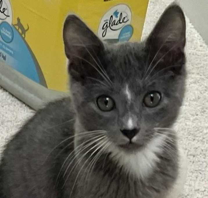 Photo of Milo