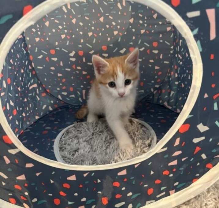 Photo of Mochi