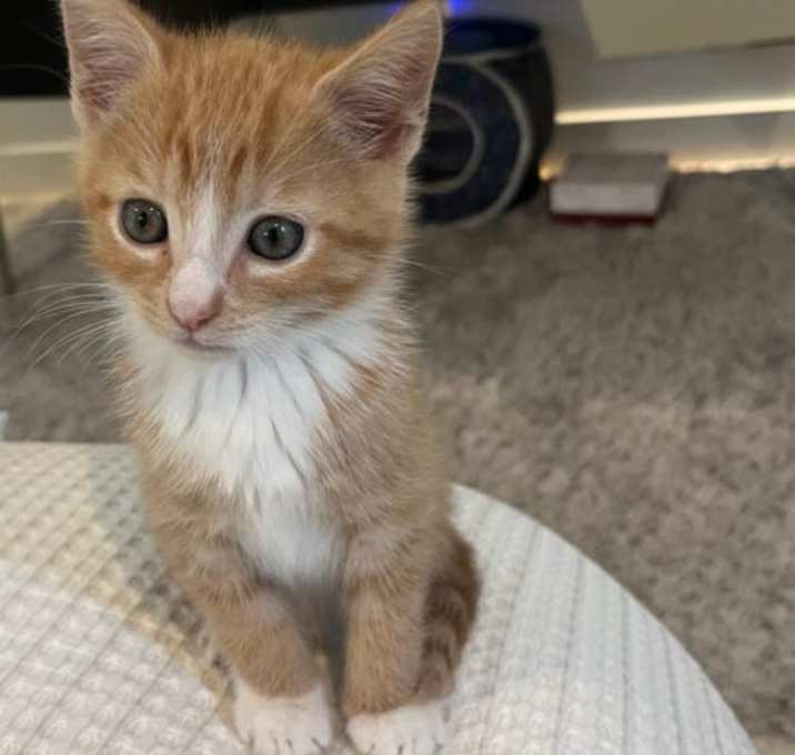 Photo of Marmalade