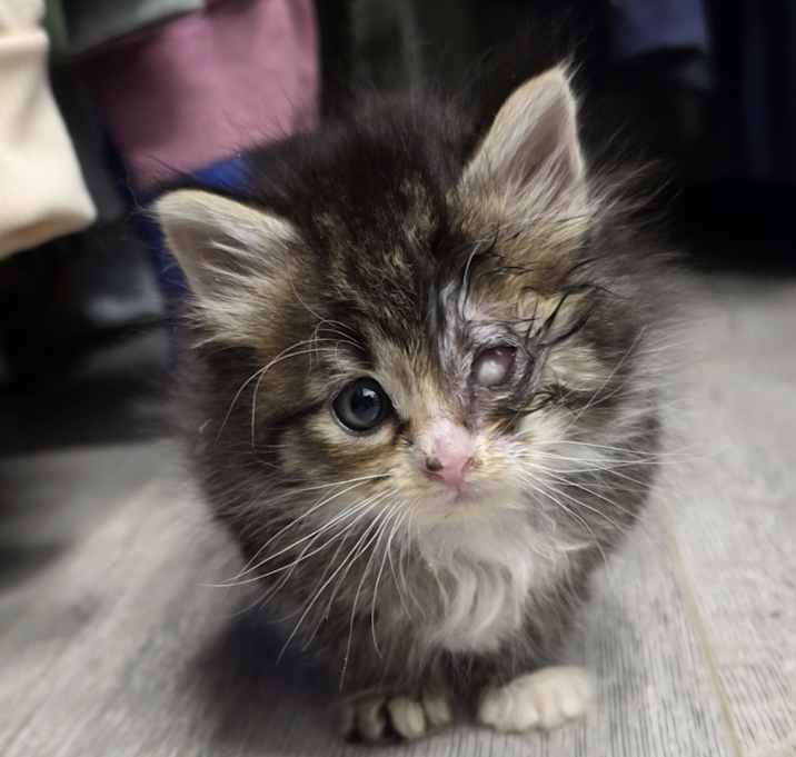 Photo of Twix