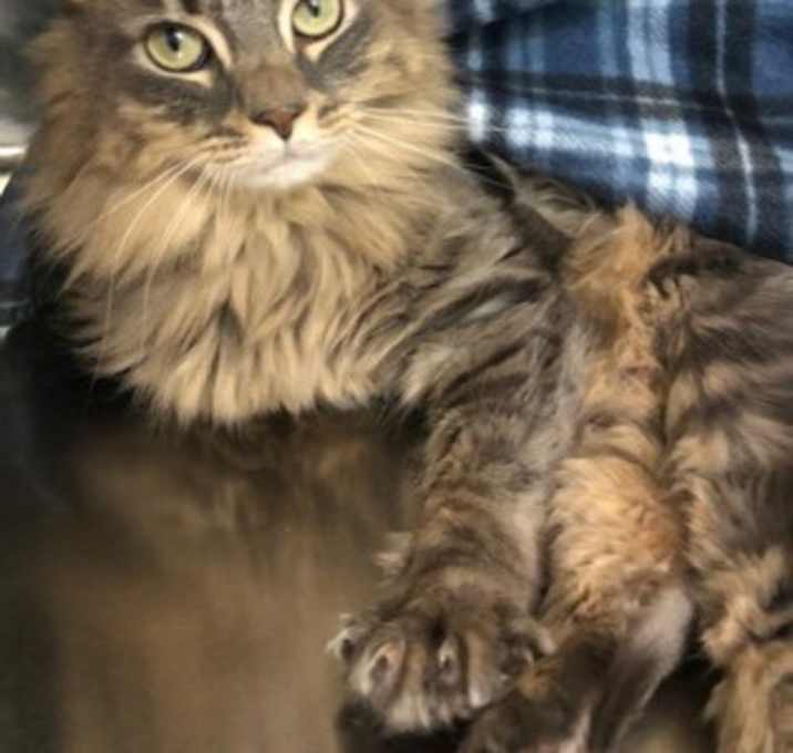 Photo of Lulu