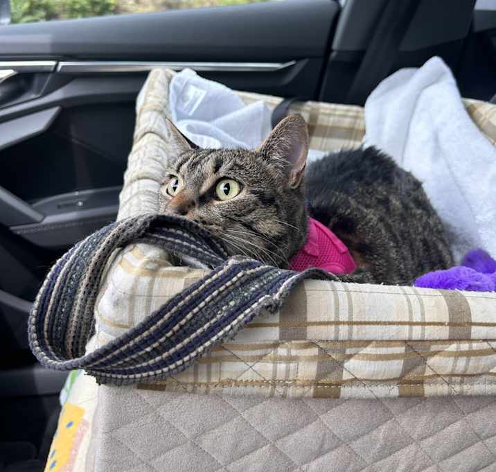 Photo of Penelope