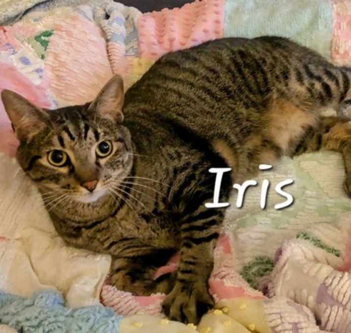 Photo of Iris #king-of-cozy