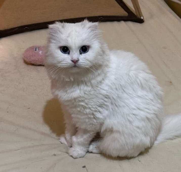 Photo of Kotton