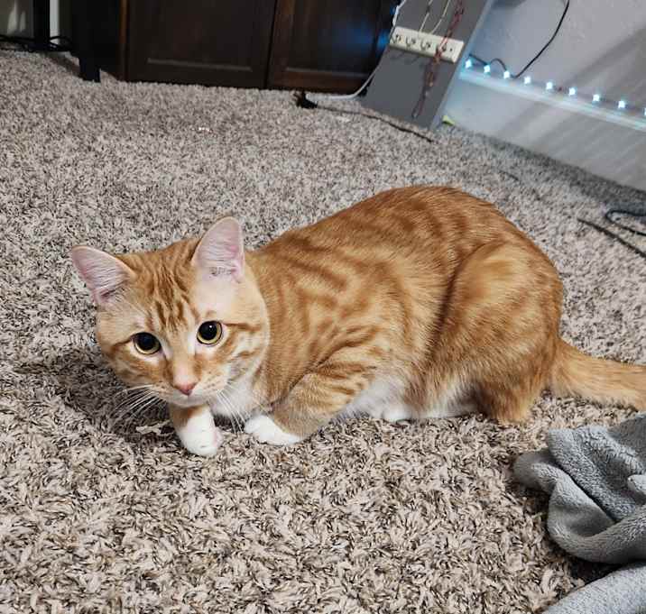 Photo of Milo