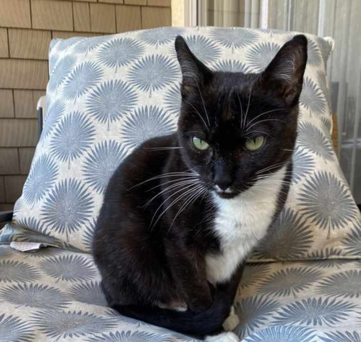 Photo of Pistachio