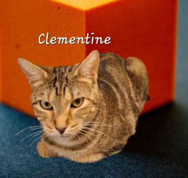 Photo of Clementine #jungle-queen