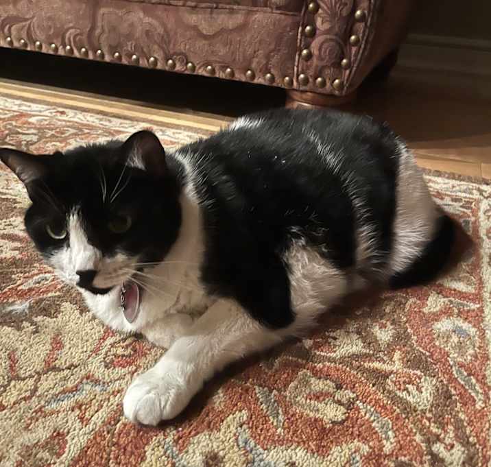 Photo of Xena