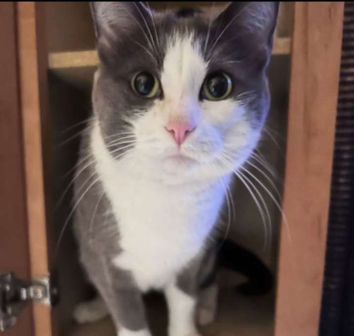 Photo of Dinky