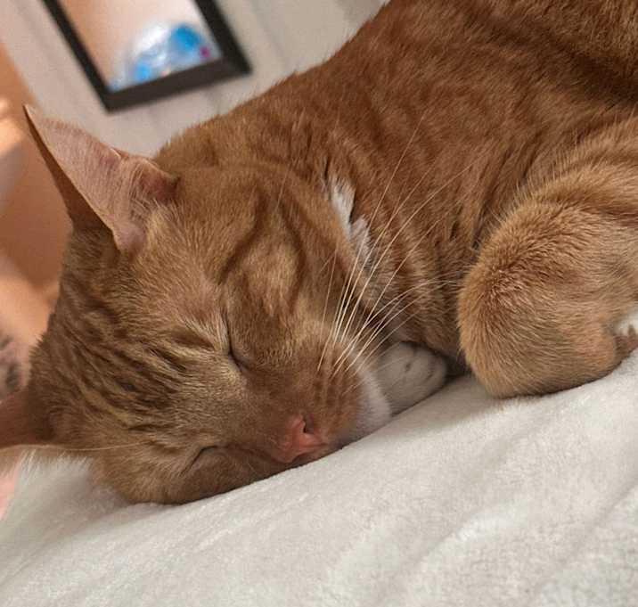 Photo of Archie