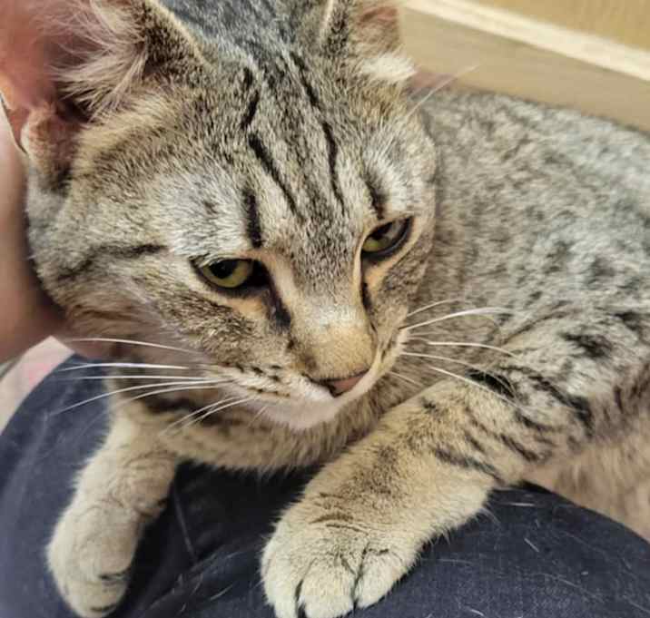 Photo of Sheba