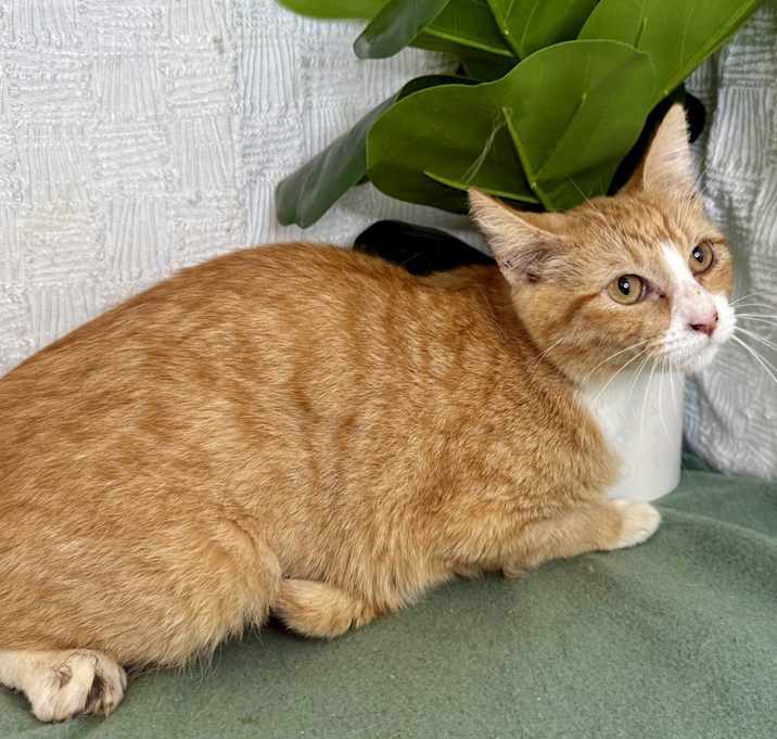 Photo of Honey Bun