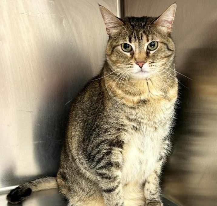 Photo of Nala