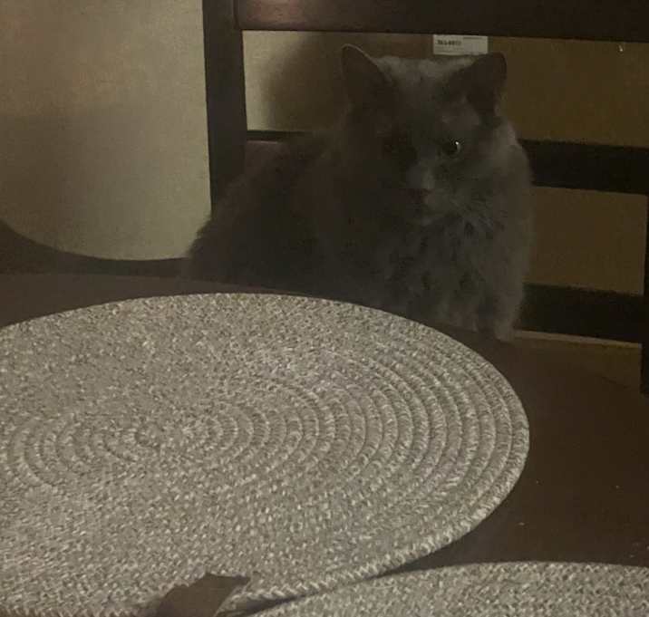 Photo of Kahlua