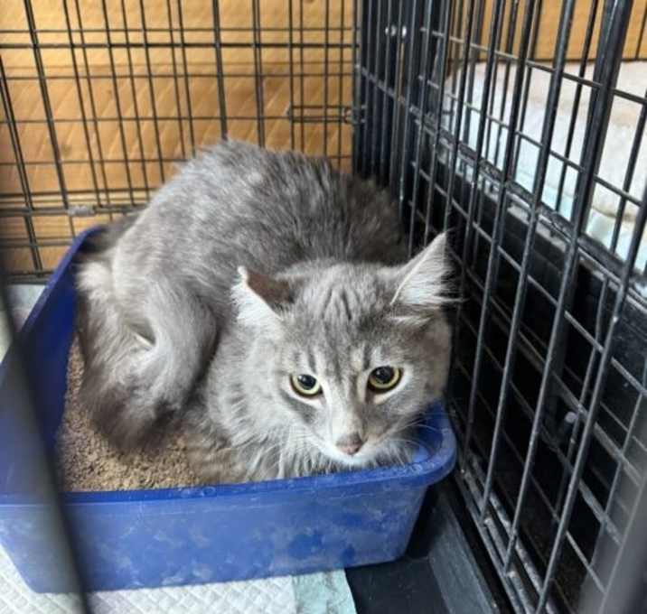 Photo of Nermal