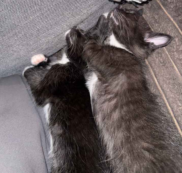 Photo of Domino/ Simon