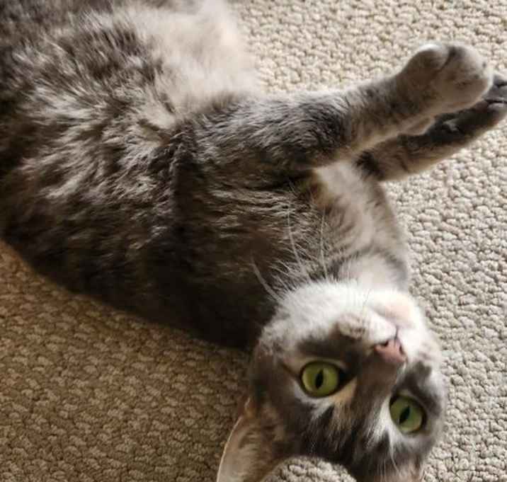 Photo of Ladybug @Nine Lives Cat Cafe