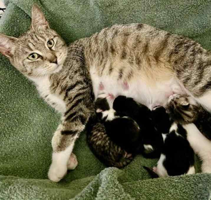 Photo of Jellybean