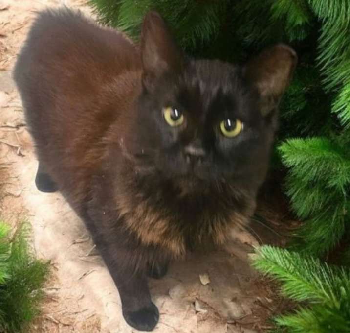 Photo of Licorice
