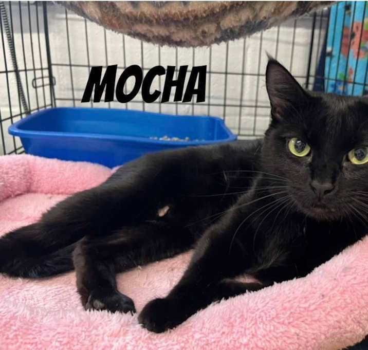 Photo of Mocha
