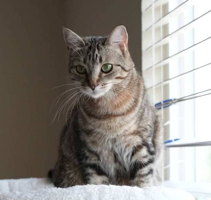 Photo of Meow-meow