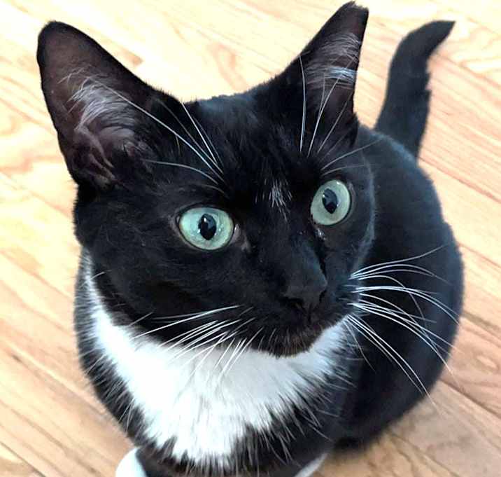 Photo of Bandit
