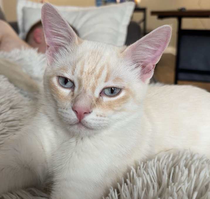Photo of Blanco