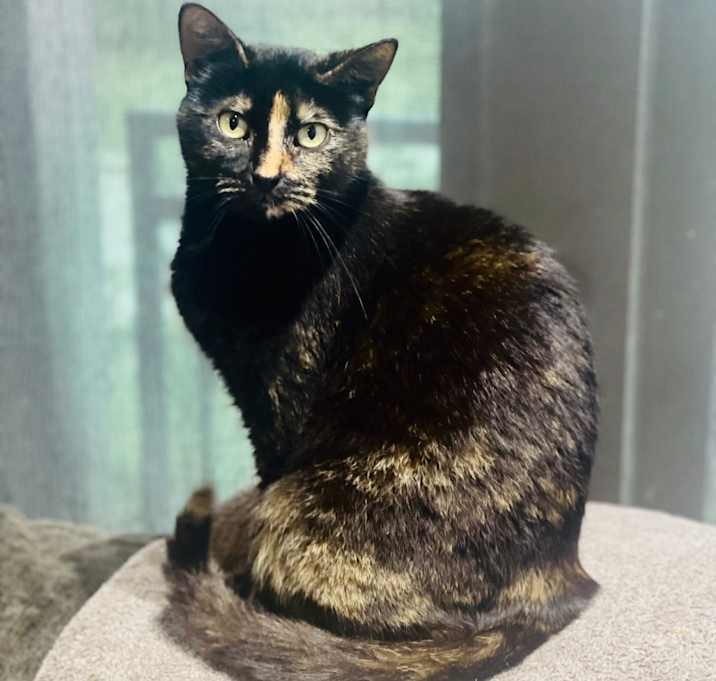 Photo of Coco