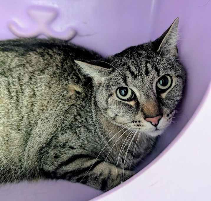 Photo of Marble