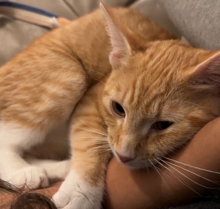 Photo of Luffy