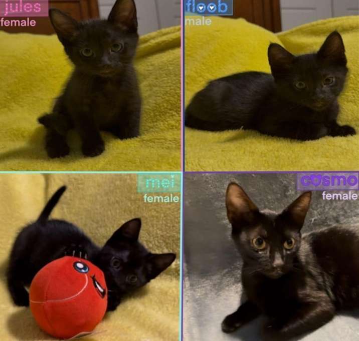 Photo of Cosmos Kittens