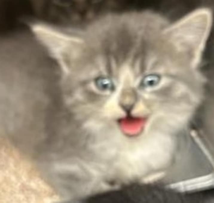 Photo of Pudding