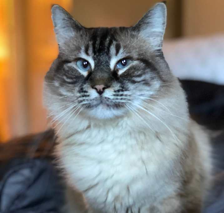 Photo of Felix