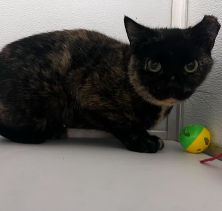 Photo of Hazel