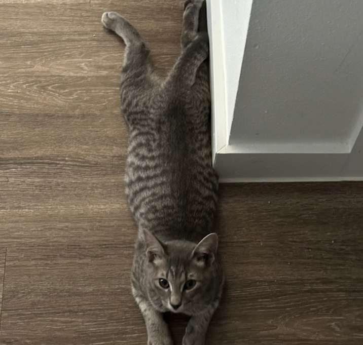 Photo of Zoro