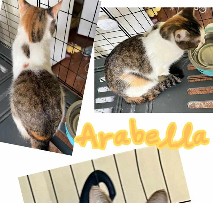 Photo of Arabella