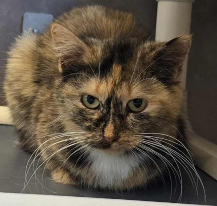 Photo of Pheebe