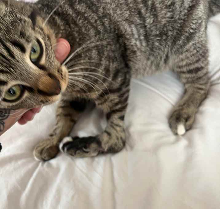 Photo of Smithville McMittens