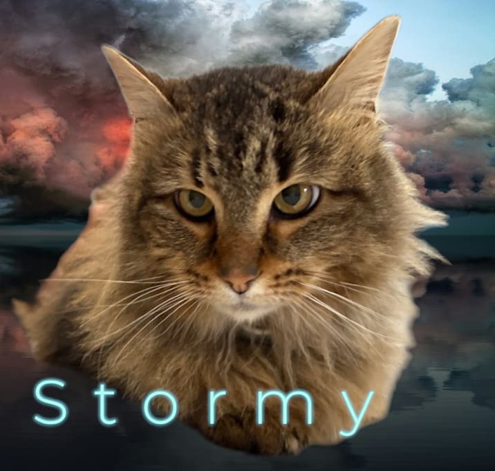 Photo of Stormy