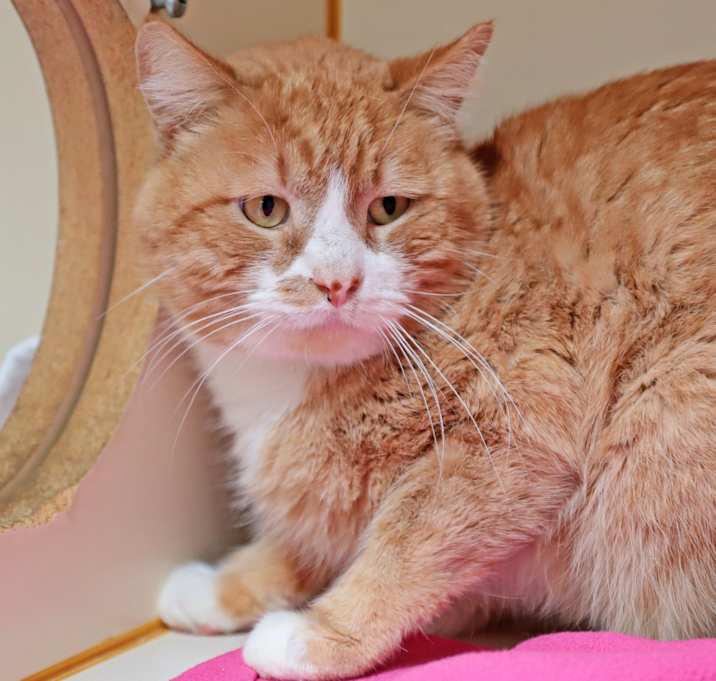 Photo of Oscar