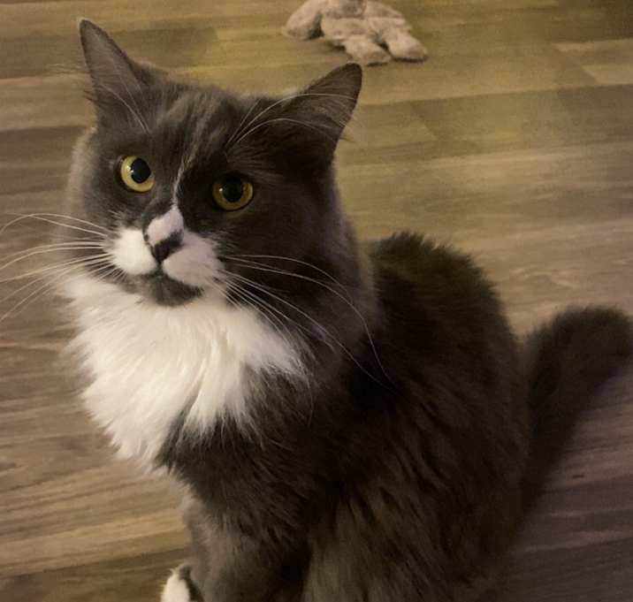 Photo of Bella