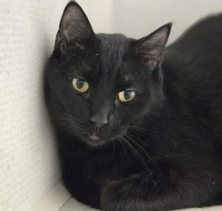 Photo of Romeo