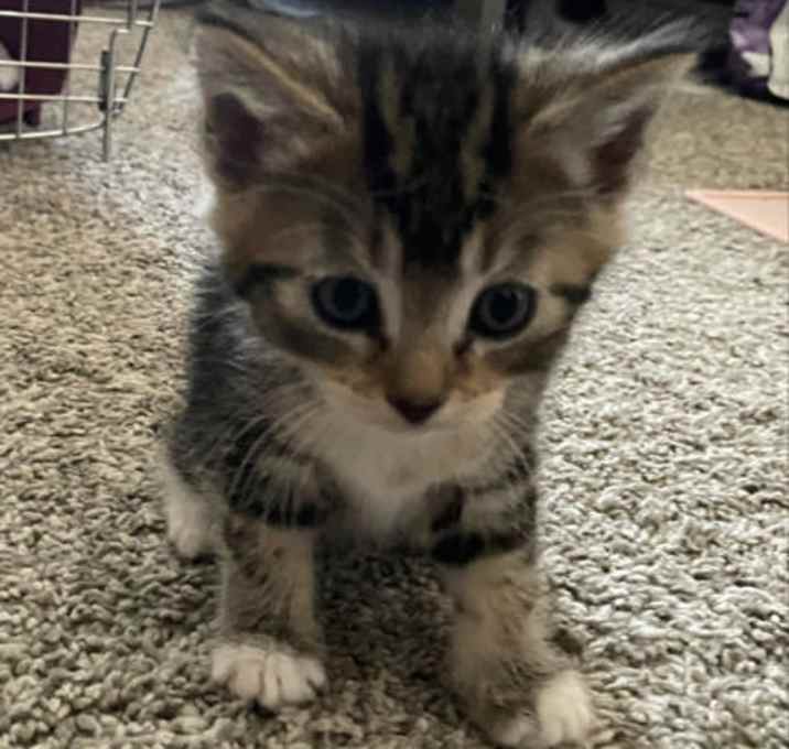 Photo of Maple