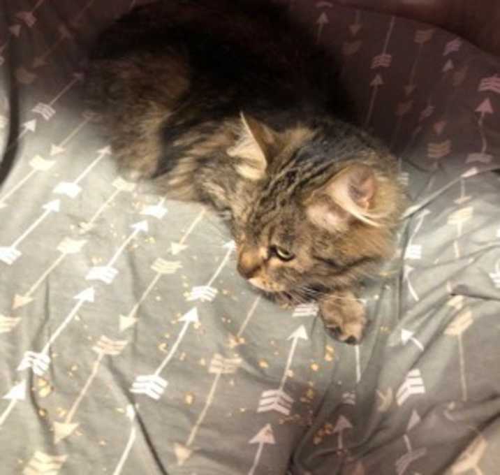 Photo of Whisper