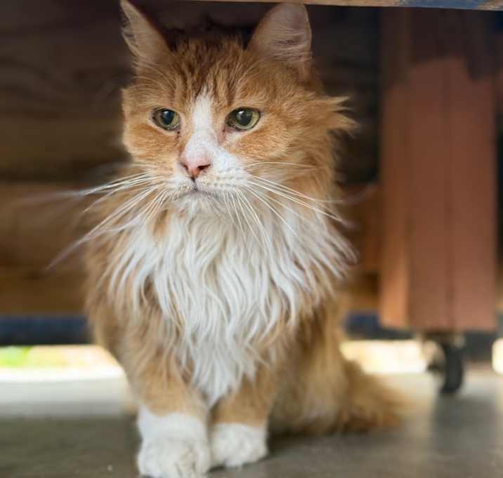 Photo of Sturgis