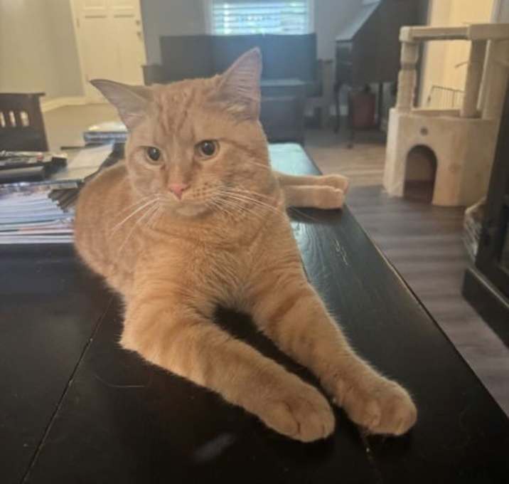 Photo of Fluffernutter
